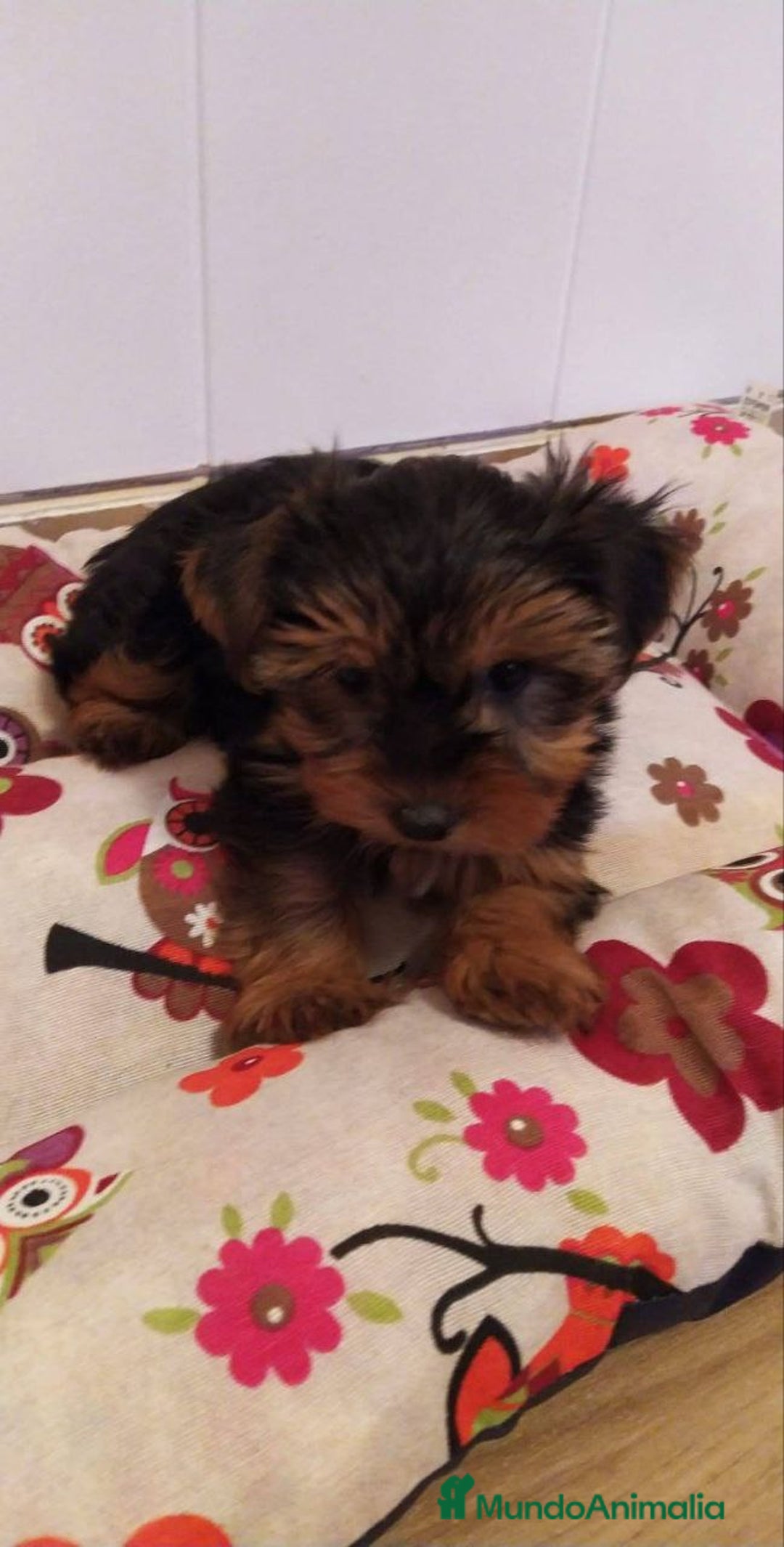 Yorkshire Terrier perros en venta: cachorrito de yorkshire terrier - Imagen 1