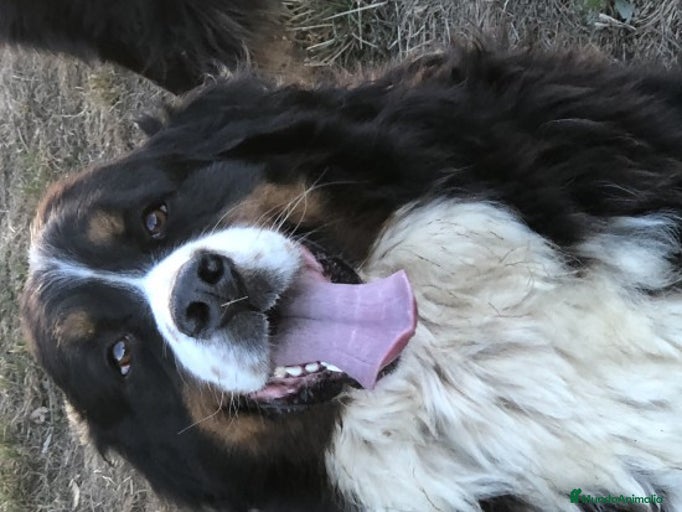 Imagen de galería {{count}}