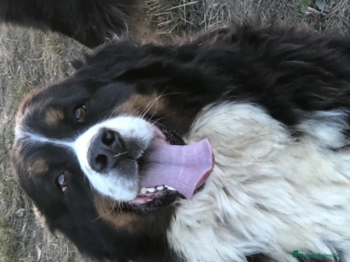 Imagen de galería {{count}}