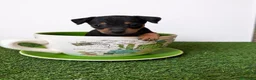 Ratón de Praga perros en venta: RATÓN DE PRAGA  - Anuncio 1
