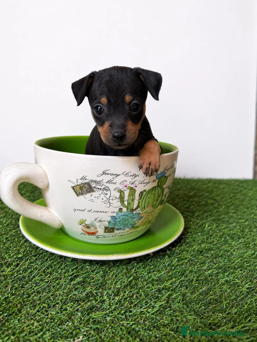 Ratón de Praga perros en venta: RATÓN DE PRAGA  - Anuncio 1