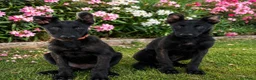 Pastor Holandés perros en venta: PASTOR HOLANDES  - Anuncio 1