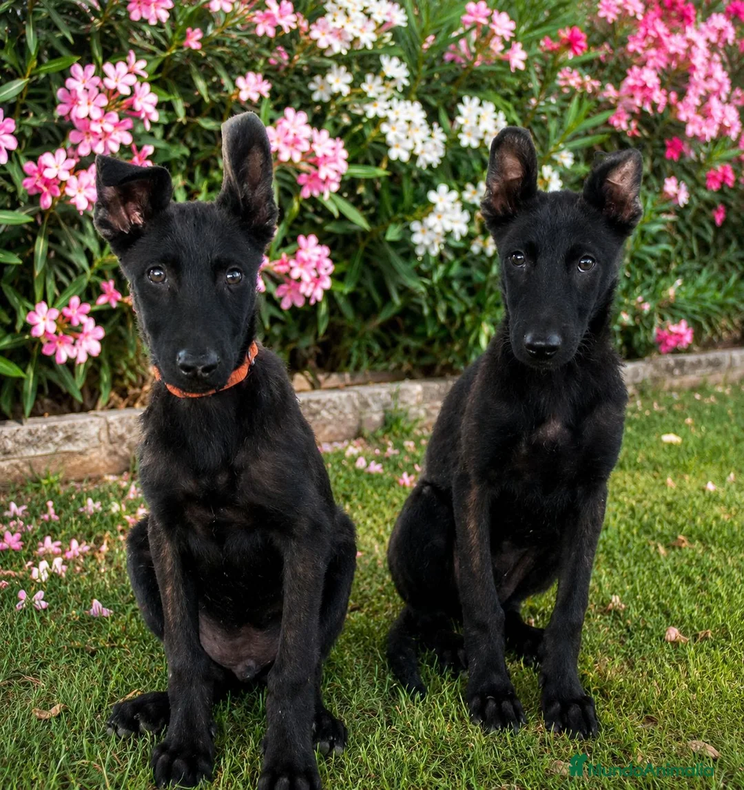Pastor Holandés perros en venta: PASTOR HOLANDES  - Anuncio 1