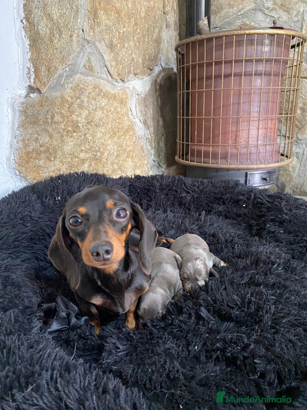 Teckel perros en venta: Teckel mini Arlequín  - Anuncio 2