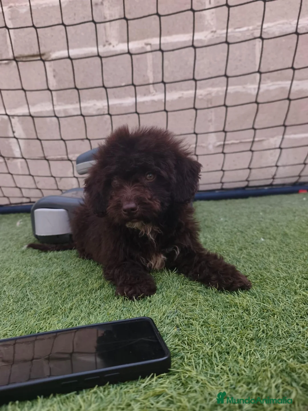 Perro de Agua Español perros en venta: Ccahorro chocolate 🤎 en Cantabria - Anuncio 2
