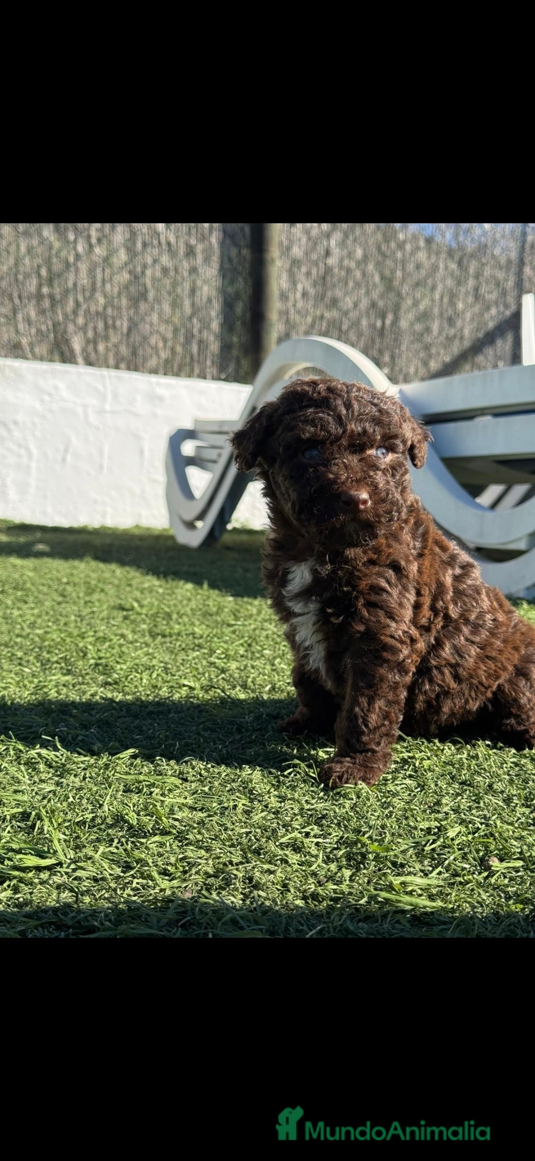 Perro de Agua Español perros PERRO DE AGUA ESPAÑOL - Anuncio 1