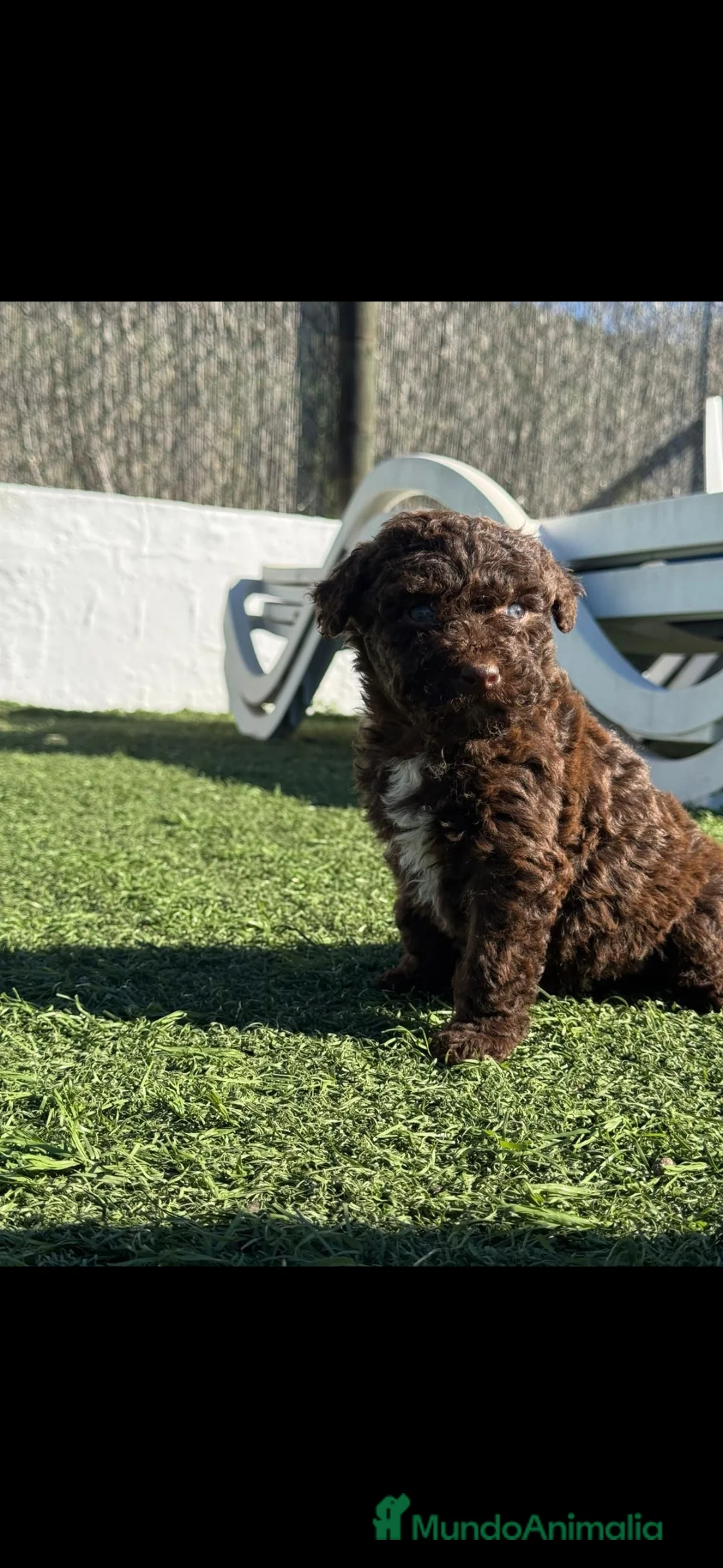 Perro de Agua Español perros en venta: PERRO DE AGUA ESPAÑOL - Anuncio 1