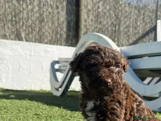 Perro de Agua Español perros PERRO DE AGUA ESPAÑOL - Anuncio 1