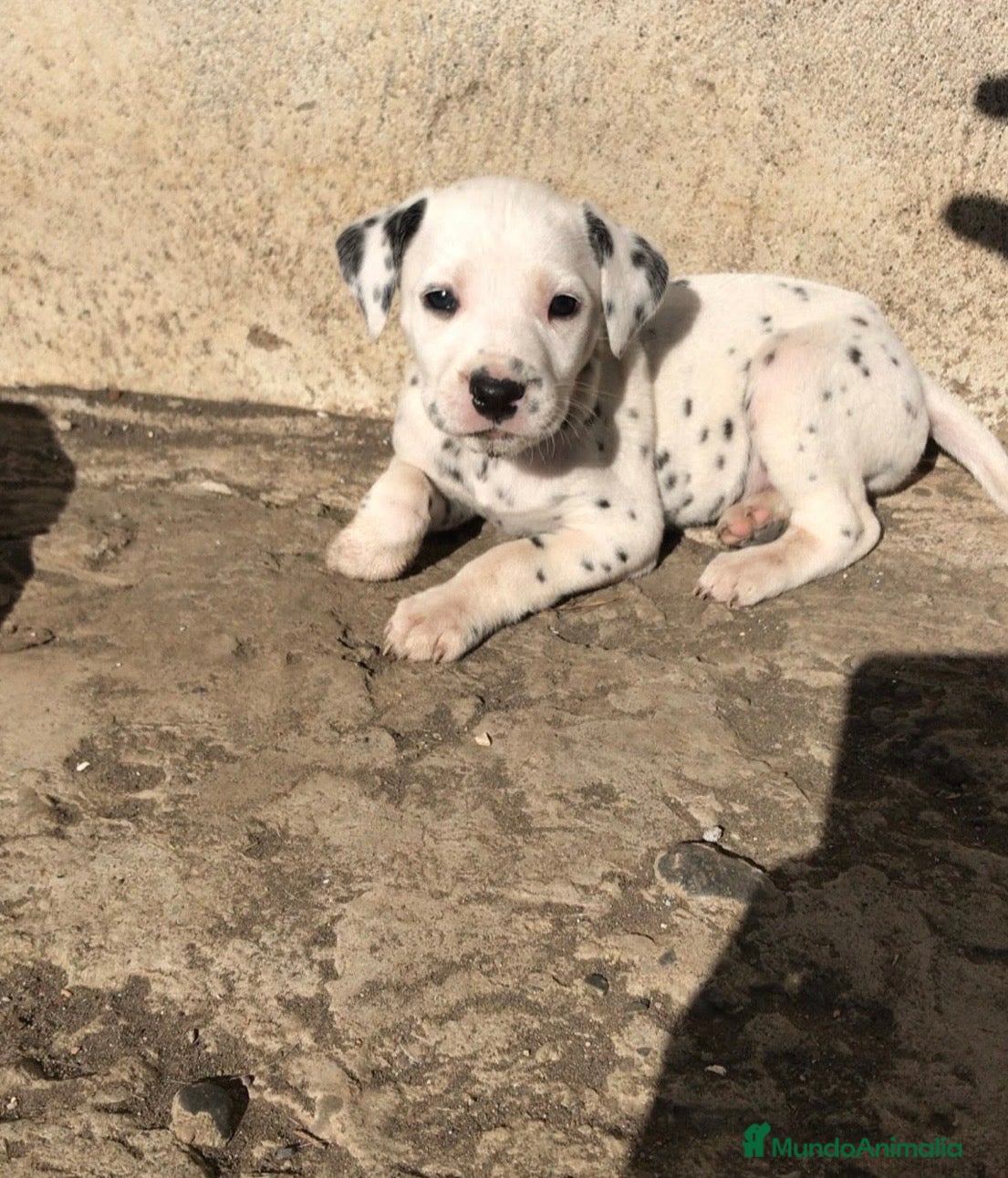 Dálmata perros Cachorros de dálmata🐶🐾 - Anuncio 1