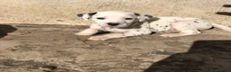 Dálmata perros en venta: Cachorros de dálmata🐶🐾 - Anuncio 1