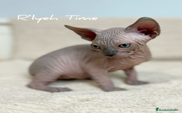 Sphynx gatos en venta: Sphynx - Imagen 4