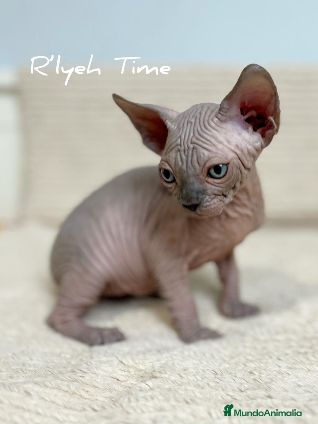 Sphynx gatos en venta: Sphynx - Imagen 4