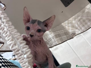 Sphynx gatos - Anuncio 2