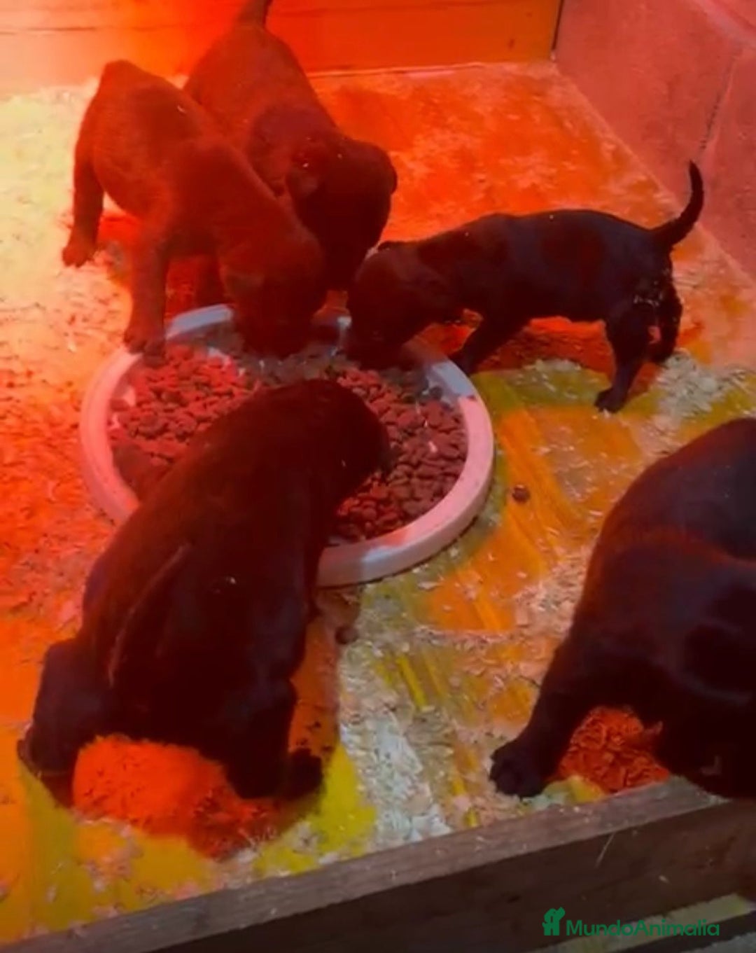 Labrador Retriever perros en venta: Labrador retriever  - Anuncio 4