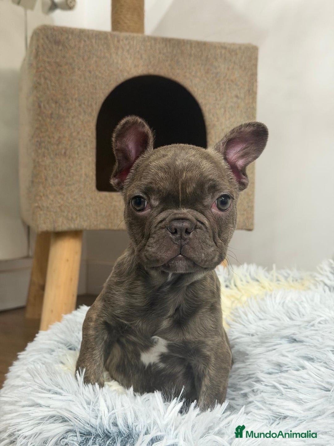 Bulldog Francés perros en venta: Bulldog Francés hembra guapísima  - Anuncio 5