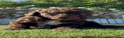 Perro de Agua Español perros en venta: PERRO DE AGUA ESPAÑOL HEMBRA - Anuncio 8