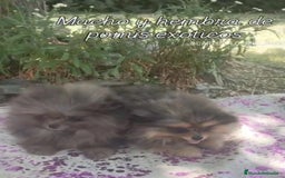 Pomerania perros en venta: Pomeranias exóticos. Hembra - Imagen 1