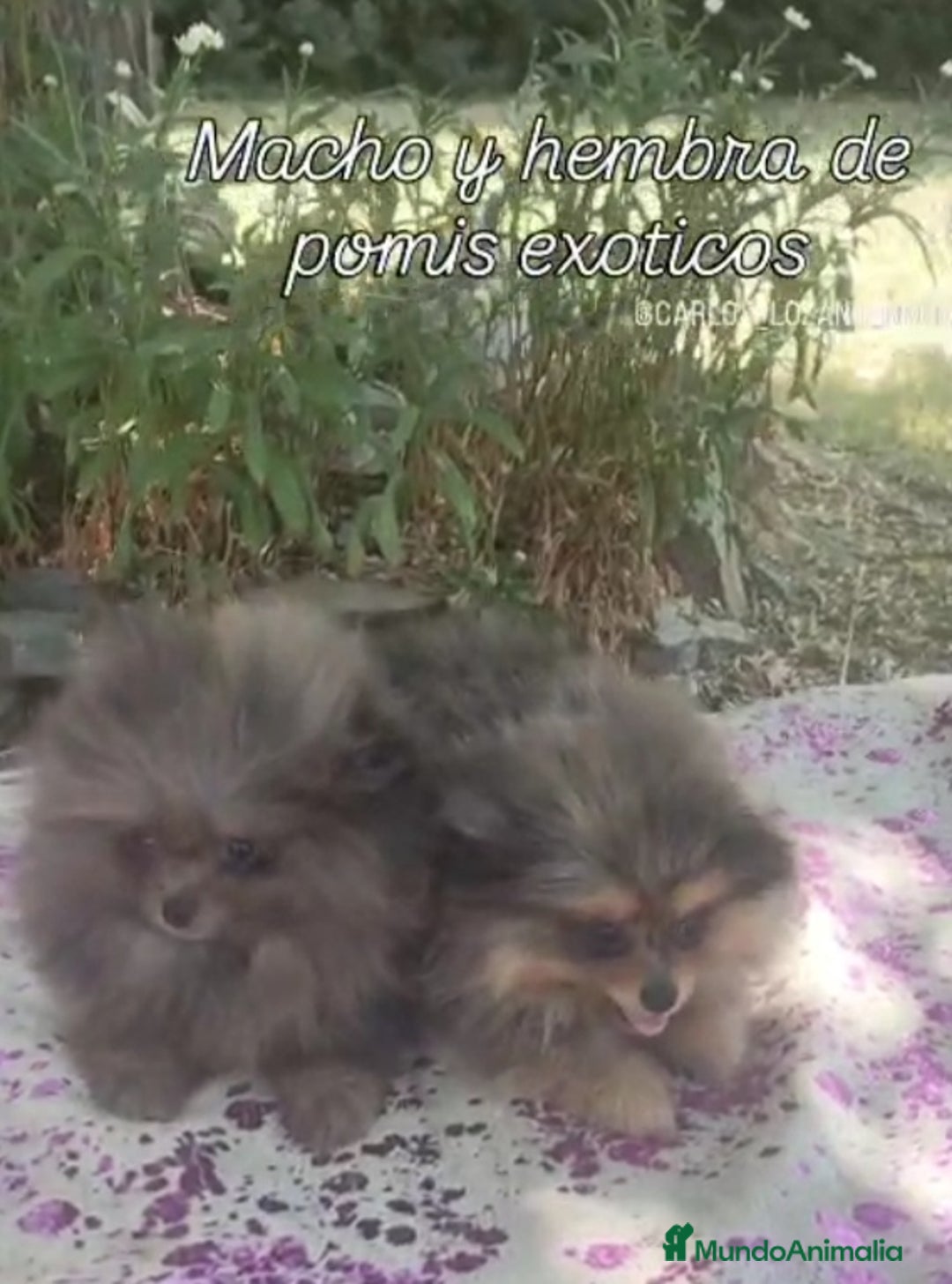 Pomerania perros en venta: Pomeranias exóticos. Hembra - Imagen 1