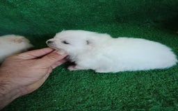 Pomerania perros en venta: Camadas de Pomerania - Anuncio 5