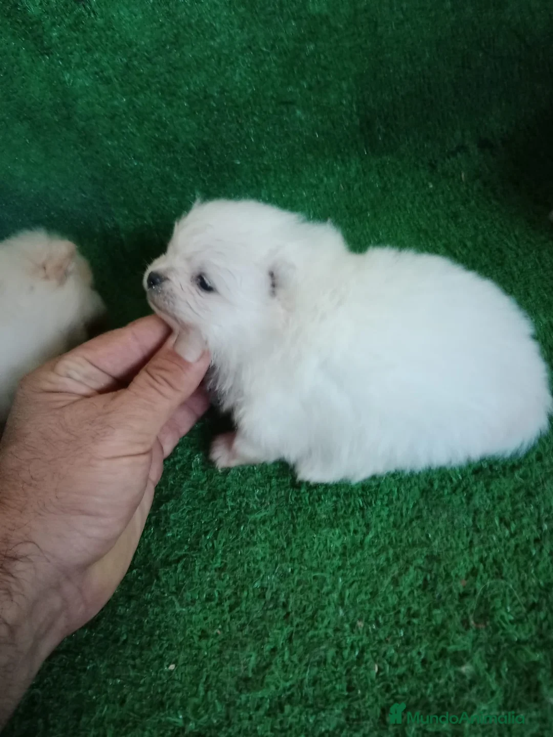 Pomerania perros en venta: Camadas de Pomerania - Anuncio 5