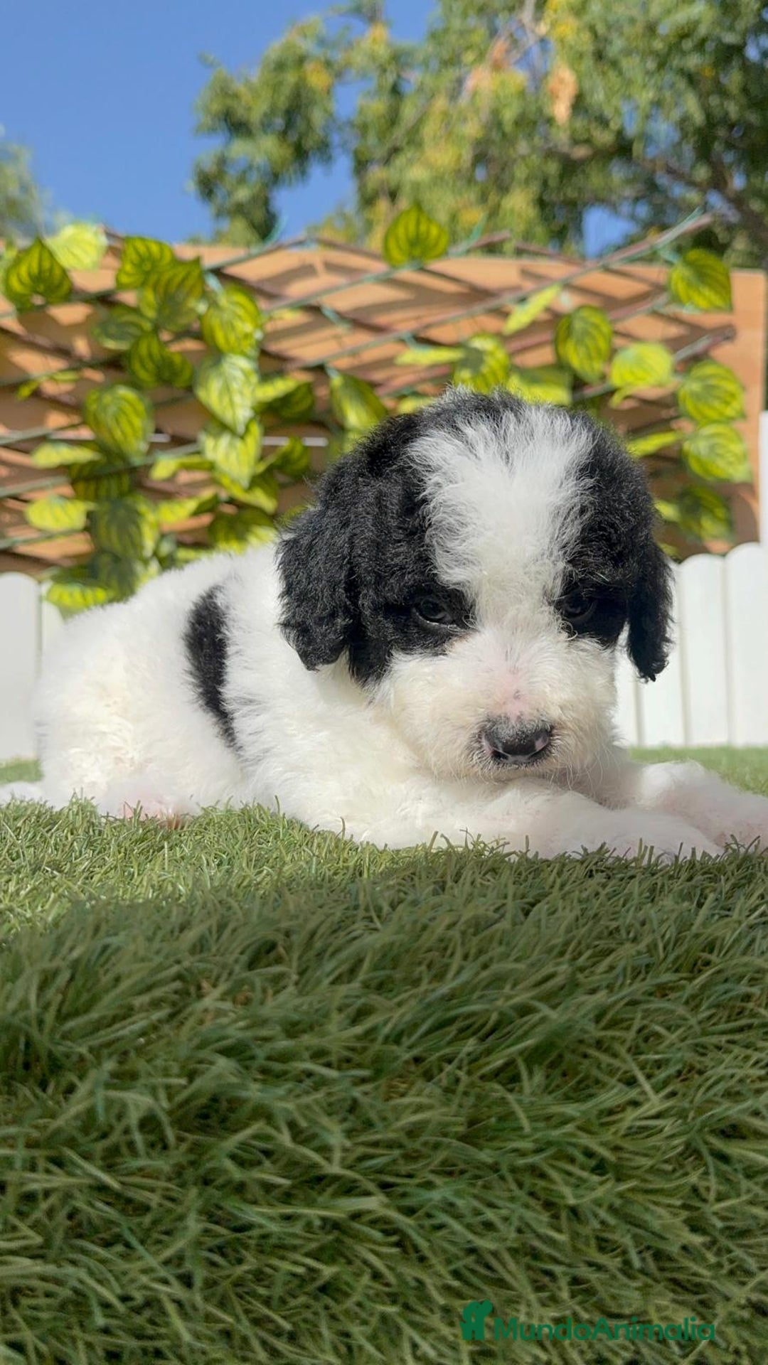 Perro de Agua Español perros en venta: PERRO DE AGUA ESPAÑOL MACHO - Imagen 4