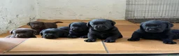 Labrador Retriever perros en venta: labrador negro - Anuncio 9