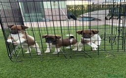 Fox Terrier de Pelo Liso perros en venta: Cachorros fox terrier pelo liso  - Anuncio 5