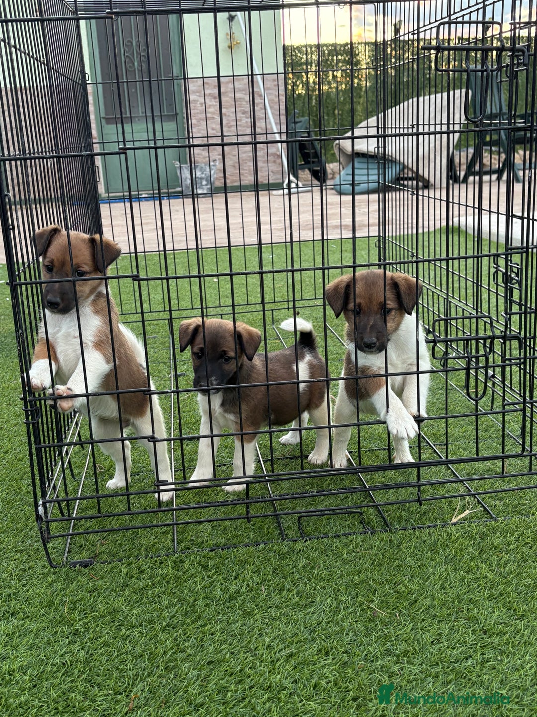 Fox Terrier de Pelo Liso perros en venta: Cachorros fox terrier pelo liso  - Anuncio 5