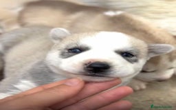 Husky Siberiano perros en venta: HUSKY  - Imagen 7
