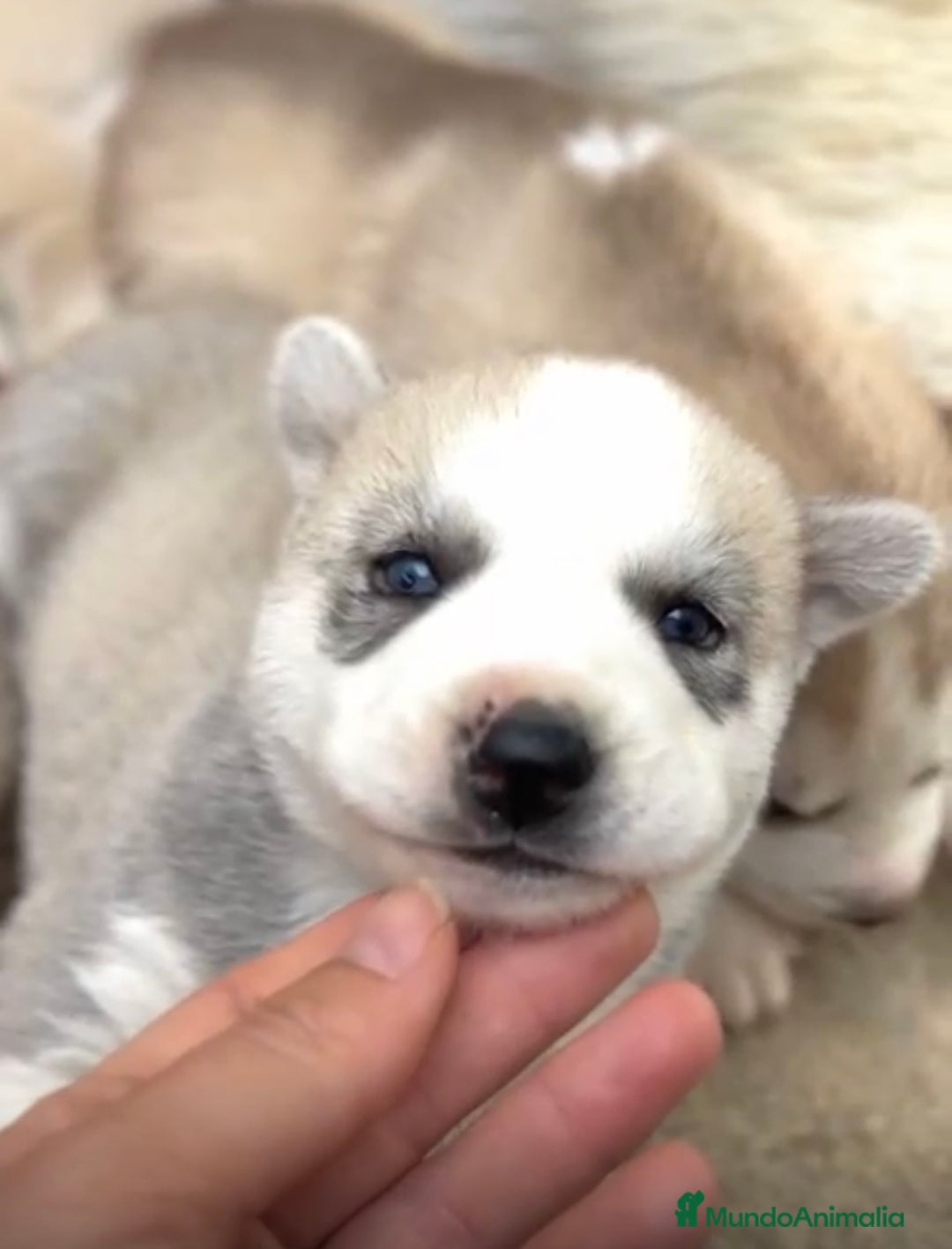 Husky Siberiano perros en venta: HUSKY  - Imagen 7