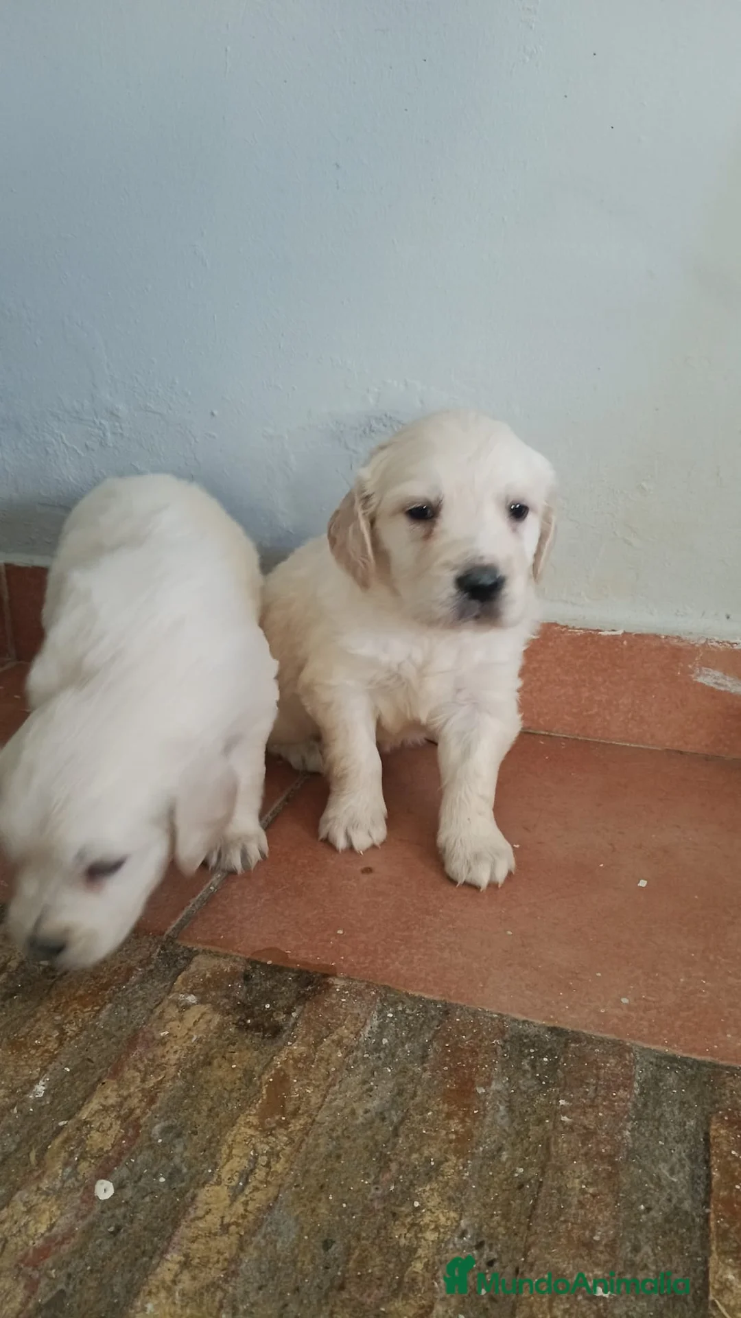 Golden Retriever perros en venta: Disponibles para entregar golden retriever  - Anuncio 5