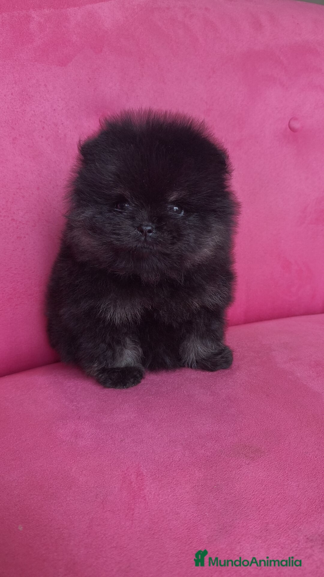 Pomerania perros Lulú Pomerania hembras  - Anuncio 13