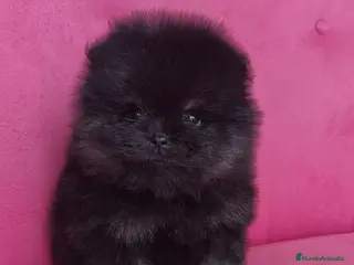 Pomerania perros Lulú Pomerania hembras espectaculares - Anuncio 22