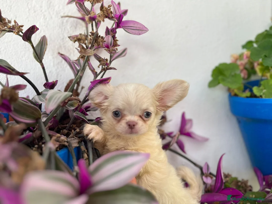 Chihuahua perros en venta: PELO LARGO - Anuncio 1