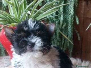 Biewer Yorkshire Terrier a la Pom Pon perros Cachorros Yorkshire y Biewer toy - Anuncio 3