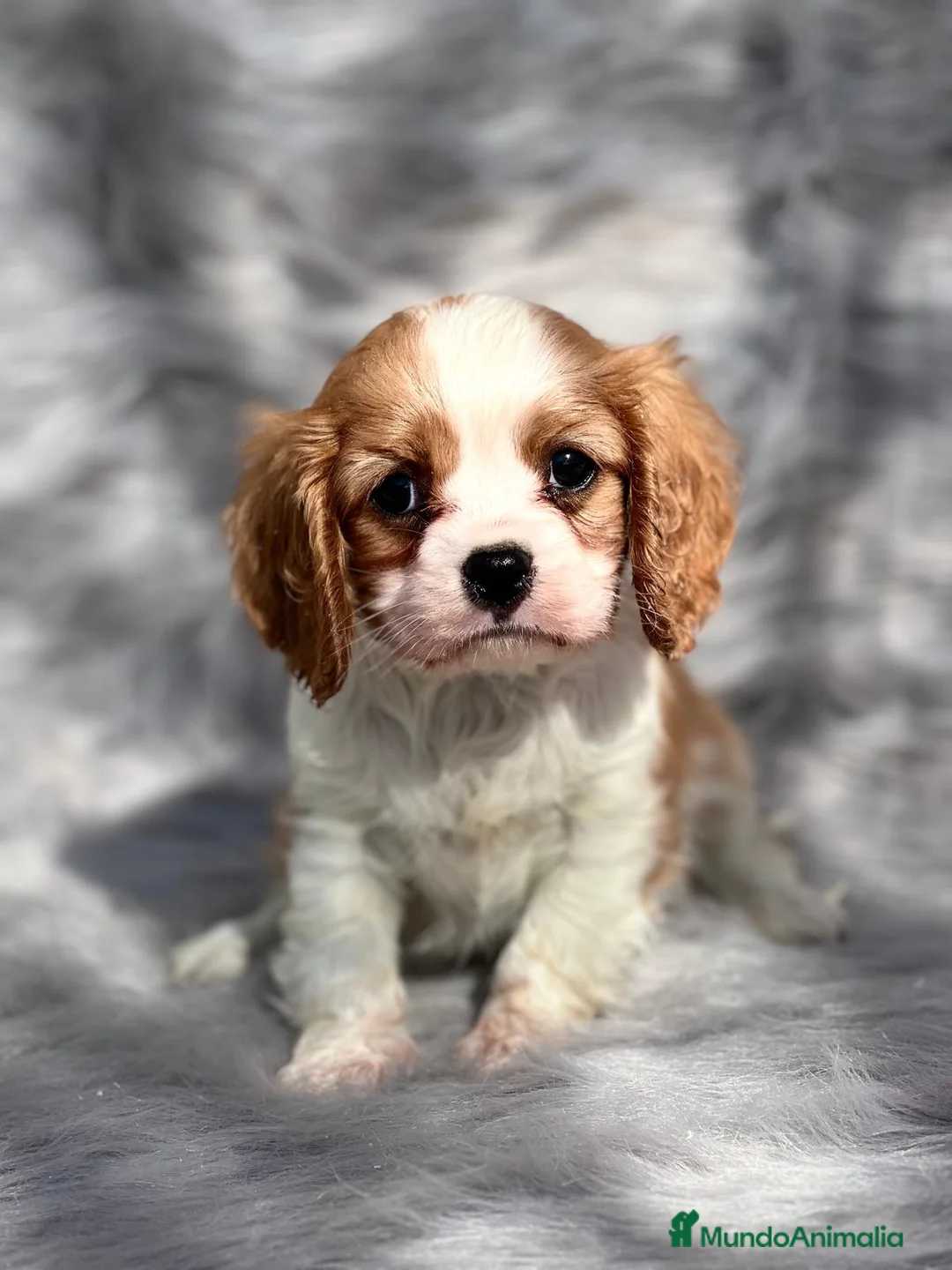 Cavalier King Charles Spaniel perros en venta: CAVALIER BLENHEIN DISPONIBLES! en Barcelona - Anuncio 4