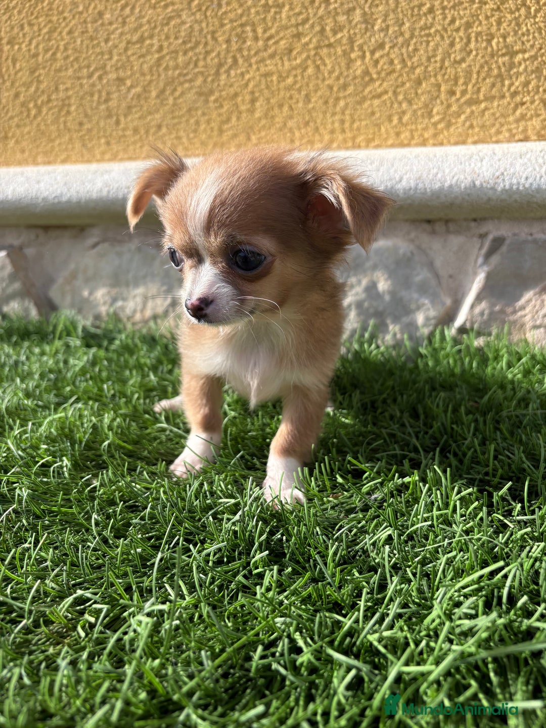 Chihuahua perros en venta: Chihuahua mini Toy pelo largo chocolate - Anuncio 23