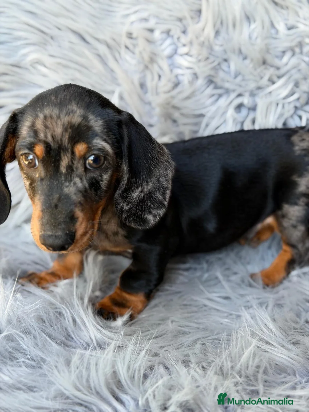 Teckel Miniatura perros en venta: teckel diferentes colores🐾 - Anuncio 6