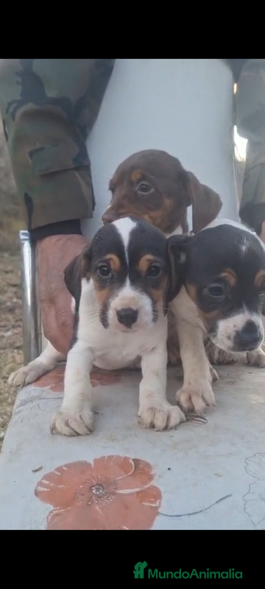 Jack Russell Terrier perros en venta: Jack Russell  - Anuncio 5