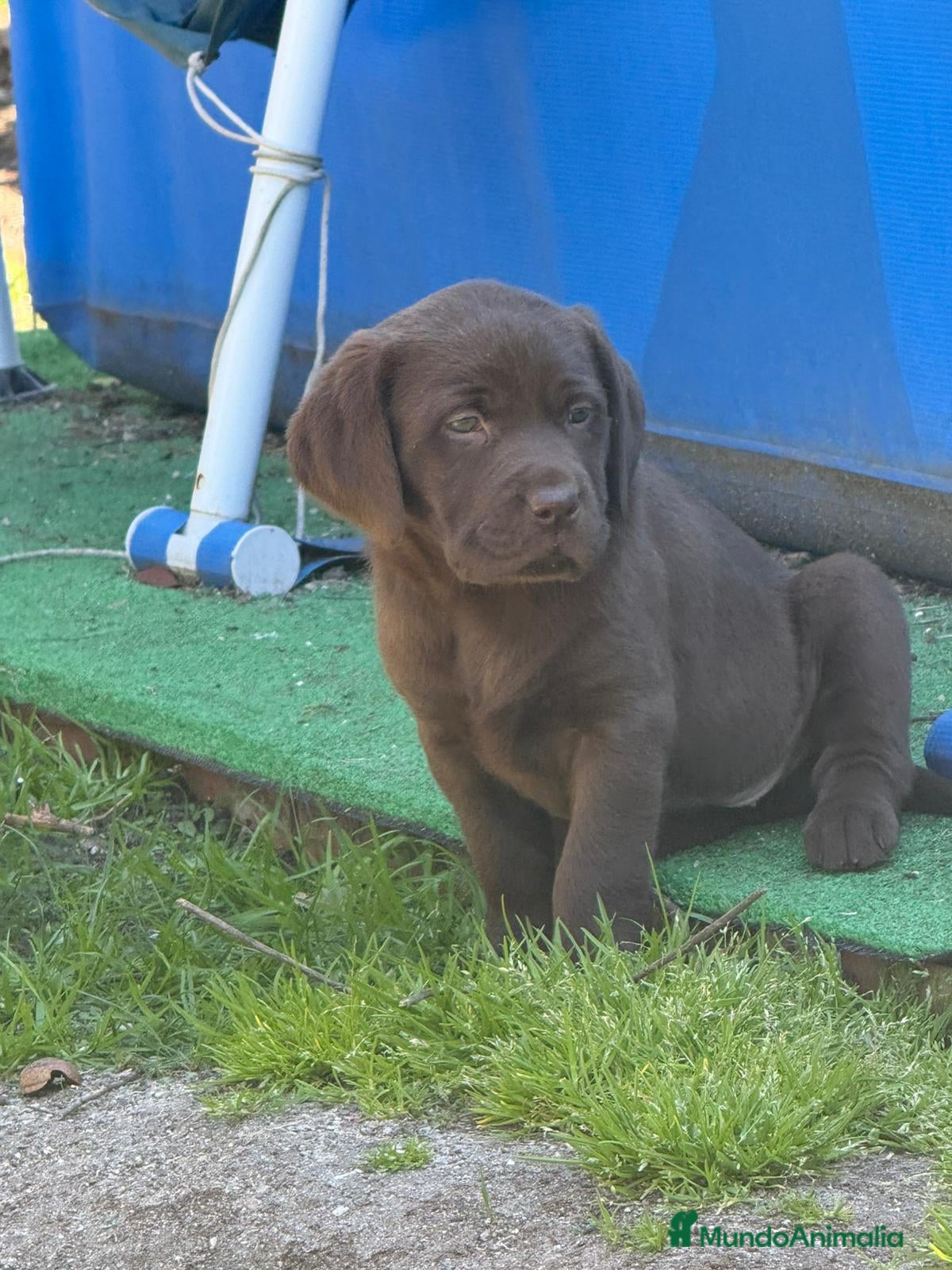 Labrador Retriever perros Último macho labrador chocolate  - Anuncio 2
