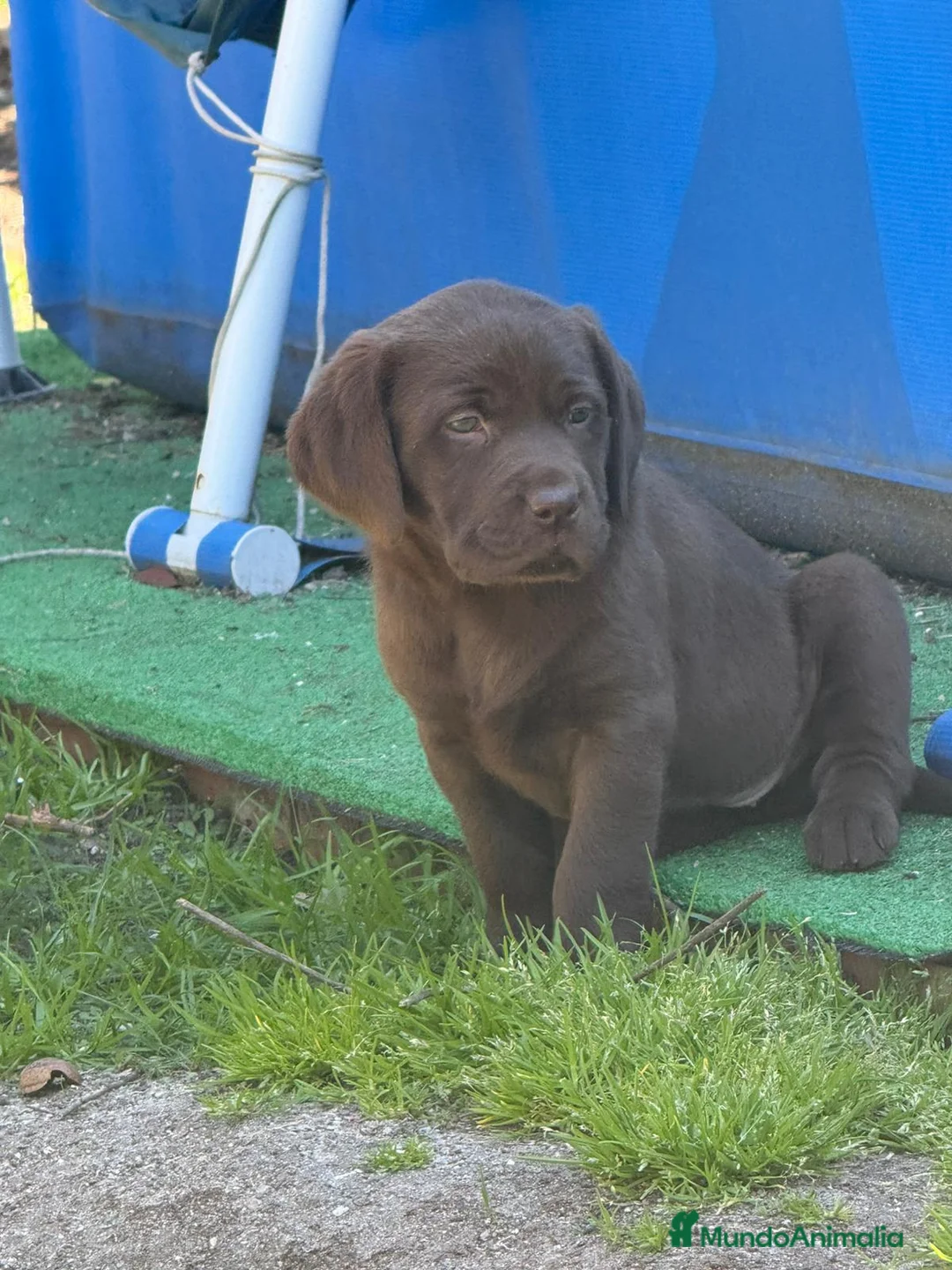 Labrador Retriever perros en venta: Último macho labrador chocolate  - Anuncio 1