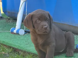 Labrador Retriever perros Último macho labrador chocolate - Anuncio 2