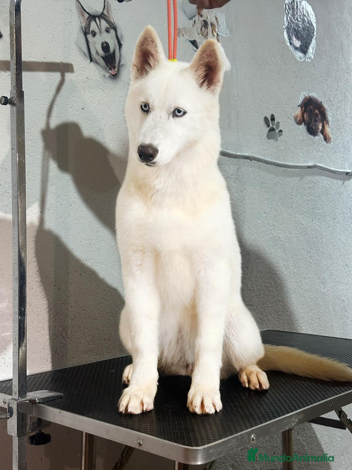 Husky Siberiano perros Cachorra de husky  - Anuncio 4