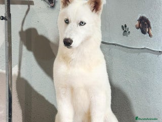 Husky Siberiano perros Cachorra de husky - Anuncio 4