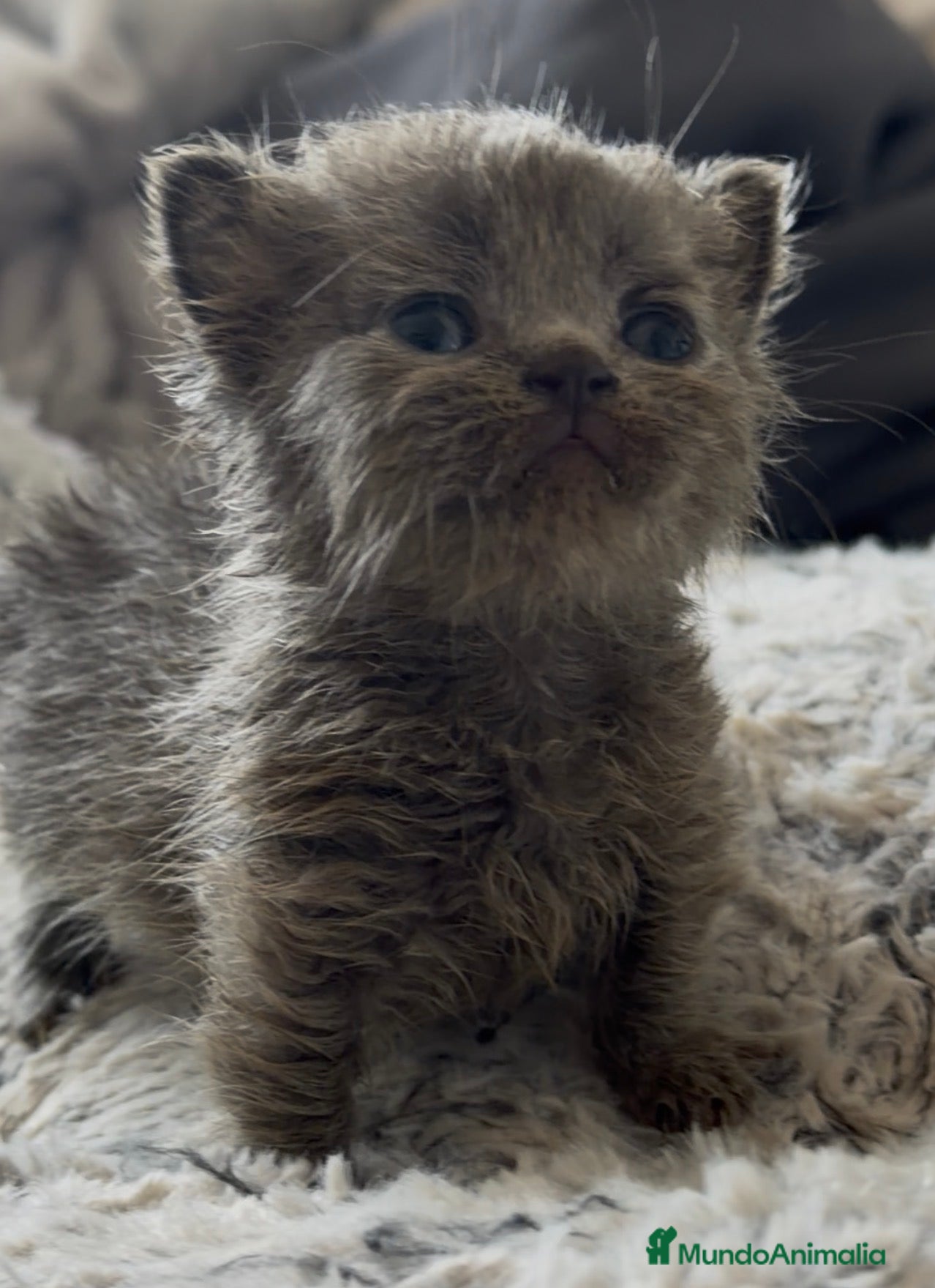 Munchkin gatos Munchkin azul - Anuncio 1