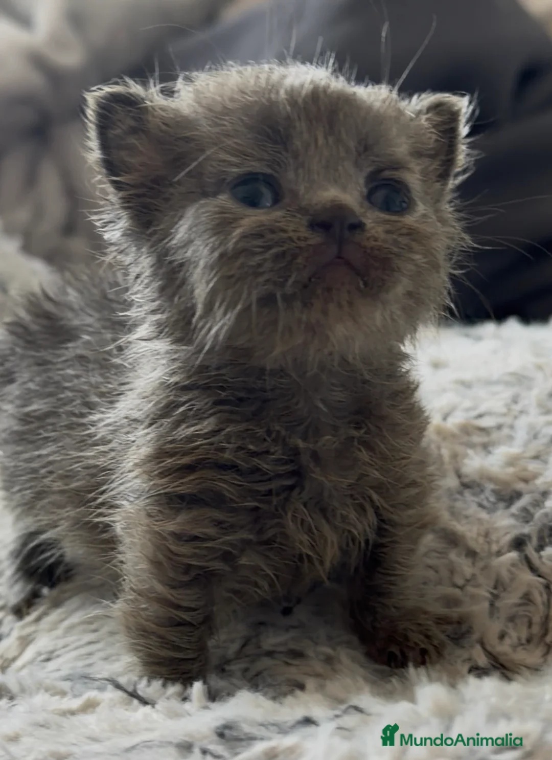 Munchkin gatos en venta: Munchkin azul - Anuncio 1