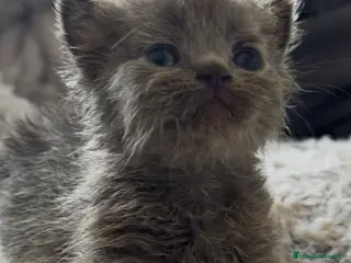 Munchkin gatos Munchkin azul - Anuncio 1