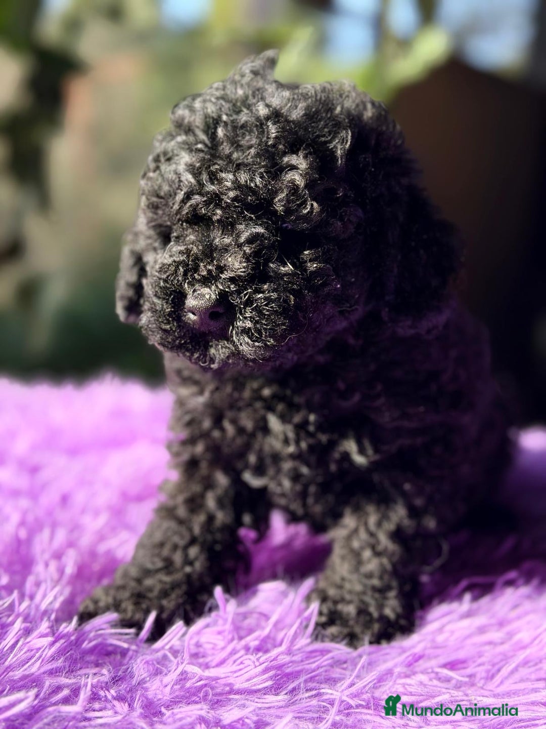 Caniche Toy perros en venta: CANICJE TOY NEGRA DISPONIBLE CALIDAD - Anuncio 3