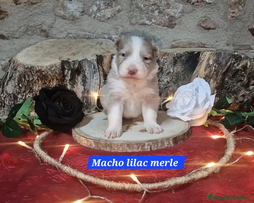 Border Collie perros en venta: Expectaculares cachorros de border collie  - Anuncio 3