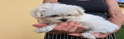 Bichón Maltés perros en venta: Bichon Maltes - Anuncio 2